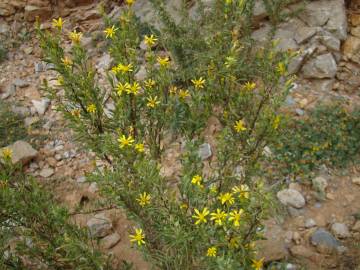 Fotografia da espécie Hertia maroccana