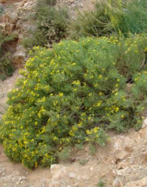 Fotografia 5 da espécie Hertia maroccana no Jardim Botânico UTAD