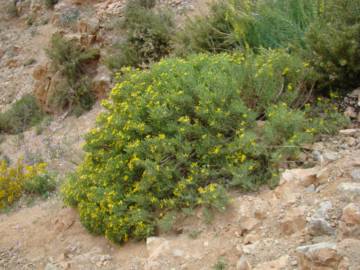 Fotografia da espécie Hertia maroccana