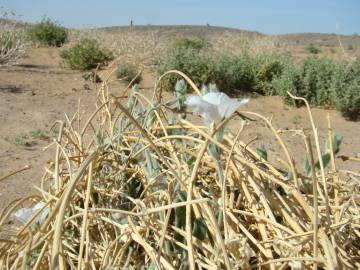 Fotografia da espécie Convolvulus supinus var. supinus