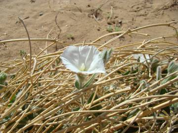 Fotografia da espécie Convolvulus supinus var. supinus