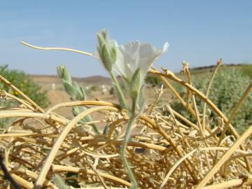 Fotografia da espécie Convolvulus supinus var. supinus