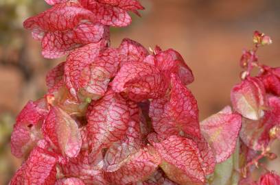 Fotografia da espécie Rumex vesicarius