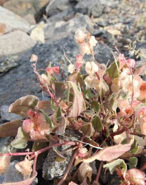 Fotografia 3 da espécie Rumex vesicarius no Jardim Botânico UTAD