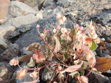 Fotografia da espécie Rumex vesicarius