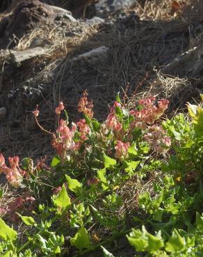 Fotografia 4 da espécie Rumex vesicarius no Jardim Botânico UTAD