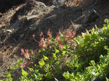 Fotografia da espécie Rumex vesicarius