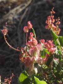 Fotografia da espécie Rumex vesicarius