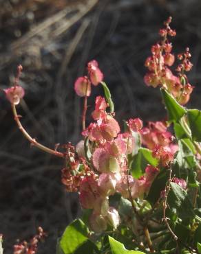 Fotografia 5 da espécie Rumex vesicarius no Jardim Botânico UTAD