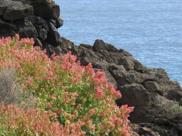 Fotografia da espécie Rumex vesicarius