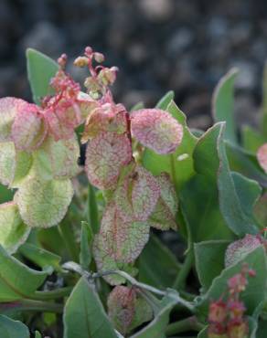 Fotografia 7 da espécie Rumex vesicarius no Jardim Botânico UTAD