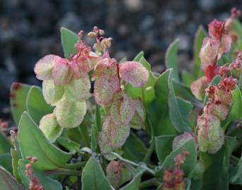 Fotografia da espécie Rumex vesicarius