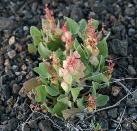 Fotografia da espécie Rumex vesicarius