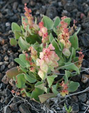 Fotografia 8 da espécie Rumex vesicarius no Jardim Botânico UTAD