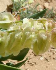 Fotografia da espécie Rumex vesicarius