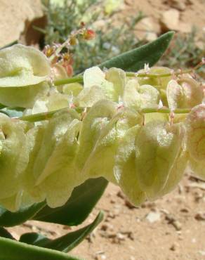 Fotografia 1 da espécie Rumex vesicarius no Jardim Botânico UTAD