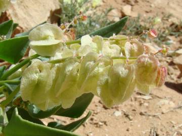 Fotografia da espécie Rumex vesicarius