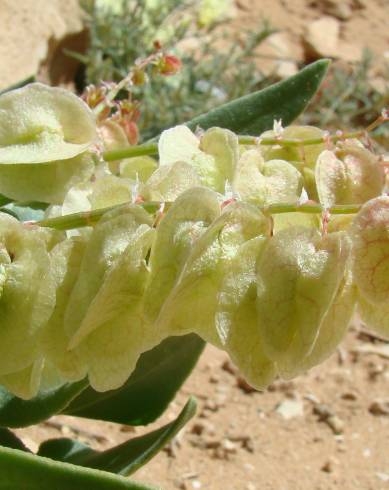 Fotografia de capa Rumex vesicarius - do Jardim Botânico