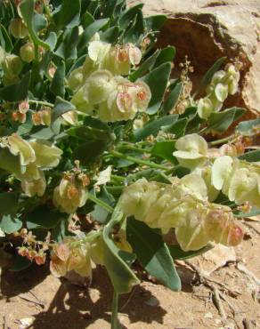 Fotografia 9 da espécie Rumex vesicarius no Jardim Botânico UTAD