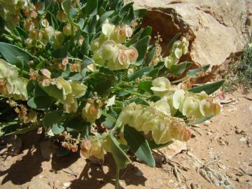 Fotografia da espécie Rumex vesicarius