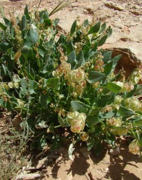 Fotografia 10 da espécie Rumex vesicarius no Jardim Botânico UTAD