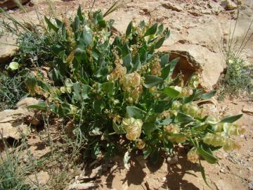 Fotografia da espécie Rumex vesicarius