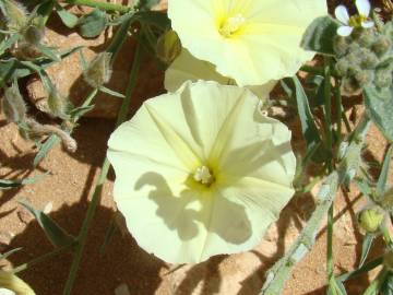 Fotografia da espécie Convolvulus supinus var. melliflorus