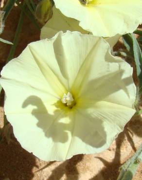 Fotografia 1 da espécie Convolvulus supinus var. melliflorus no Jardim Botânico UTAD