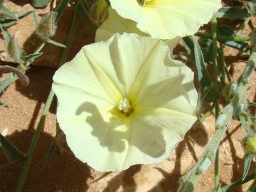 Fotografia da espécie Convolvulus supinus var. melliflorus