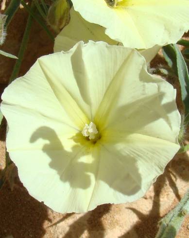 Fotografia de capa Convolvulus supinus var. melliflorus - do Jardim Botânico