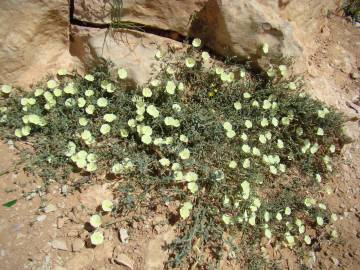 Fotografia da espécie Convolvulus supinus var. melliflorus