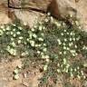 Fotografia 3 da espécie Convolvulus supinus var. melliflorus do Jardim Botânico UTAD