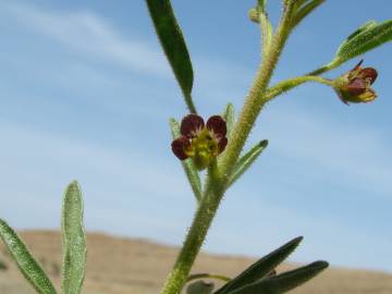 Fotografia da espécie Cleome africana