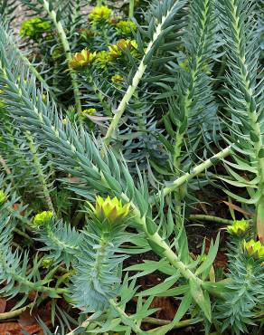 Fotografia 1 da espécie Euphorbia rigida no Jardim Botânico UTAD