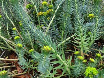 Fotografia da espécie Euphorbia rigida