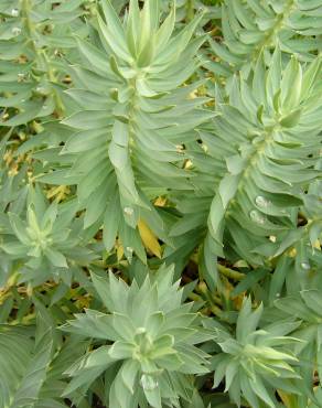 Fotografia 2 da espécie Euphorbia rigida no Jardim Botânico UTAD