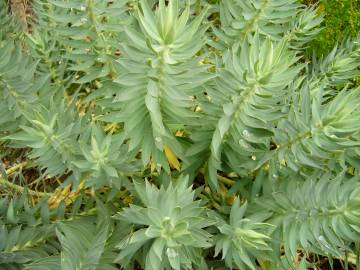 Fotografia da espécie Euphorbia rigida