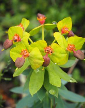 Fotografia 3 da espécie Euphorbia rigida no Jardim Botânico UTAD