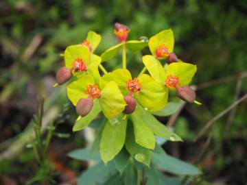 Fotografia da espécie Euphorbia rigida