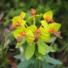 Fotografia 3 da espécie Euphorbia rigida do Jardim Botânico UTAD
