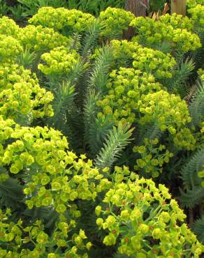 Fotografia 4 da espécie Euphorbia rigida no Jardim Botânico UTAD