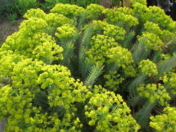 Fotografia da espécie Euphorbia rigida