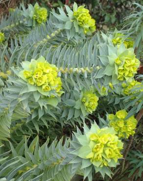 Fotografia 5 da espécie Euphorbia rigida no Jardim Botânico UTAD