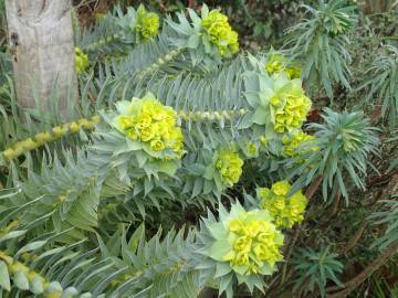 Fotografia da espécie Euphorbia rigida