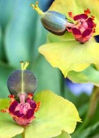 Fotografia da espécie Euphorbia rigida