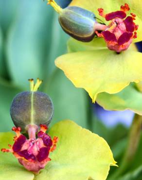 Fotografia 6 da espécie Euphorbia rigida no Jardim Botânico UTAD