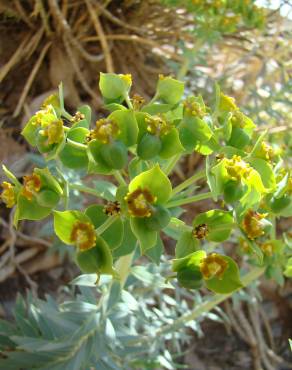 Fotografia 7 da espécie Euphorbia rigida no Jardim Botânico UTAD