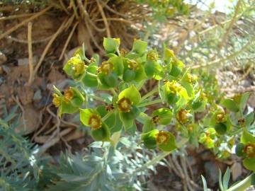 Fotografia da espécie Euphorbia rigida