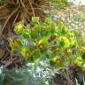 Fotografia 7 da espécie Euphorbia rigida do Jardim Botânico UTAD