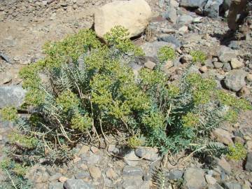 Fotografia da espécie Euphorbia rigida